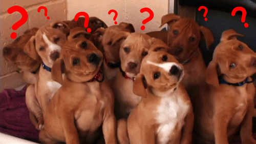  an animated gif of a group of puppies all turning their heads back and forth in a confused look. There are question marks over there heads. 