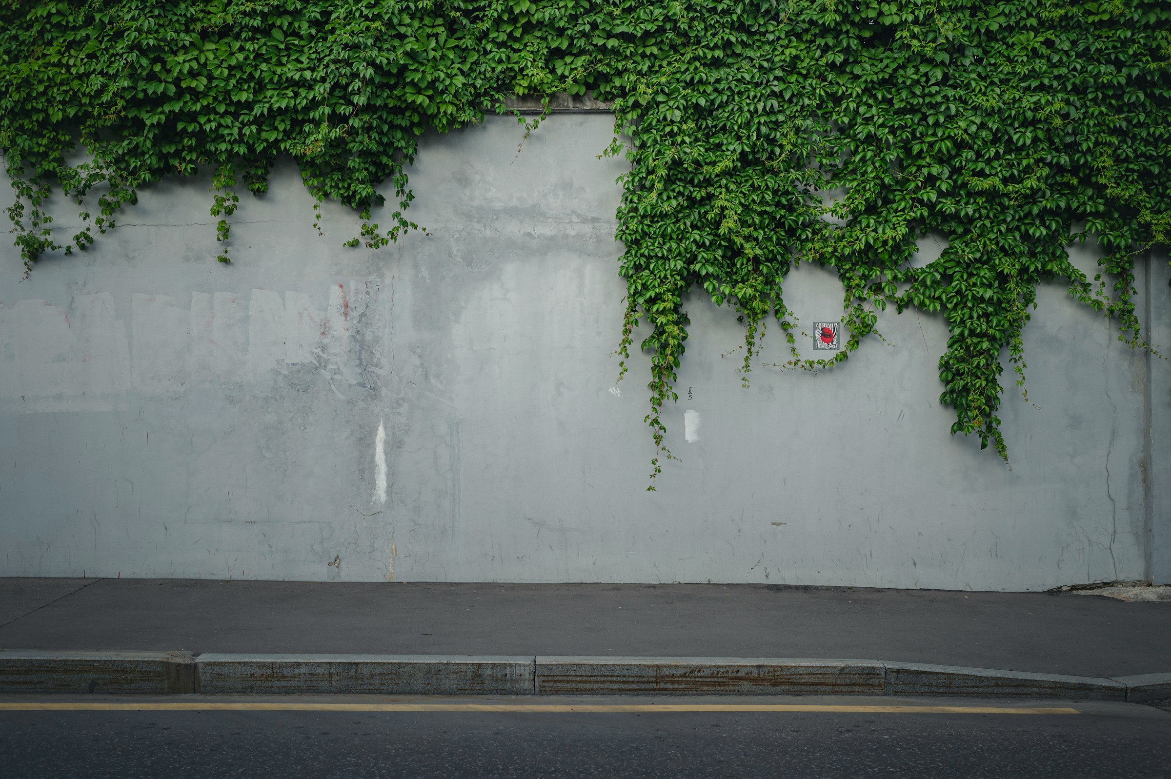 Photo by [Egor Myznik](https://unsplash.com/@vonshnauzer) on [Unsplash](https://unsplash.com/photos/green-plant-on-white-wall-6iLg707lM0E)