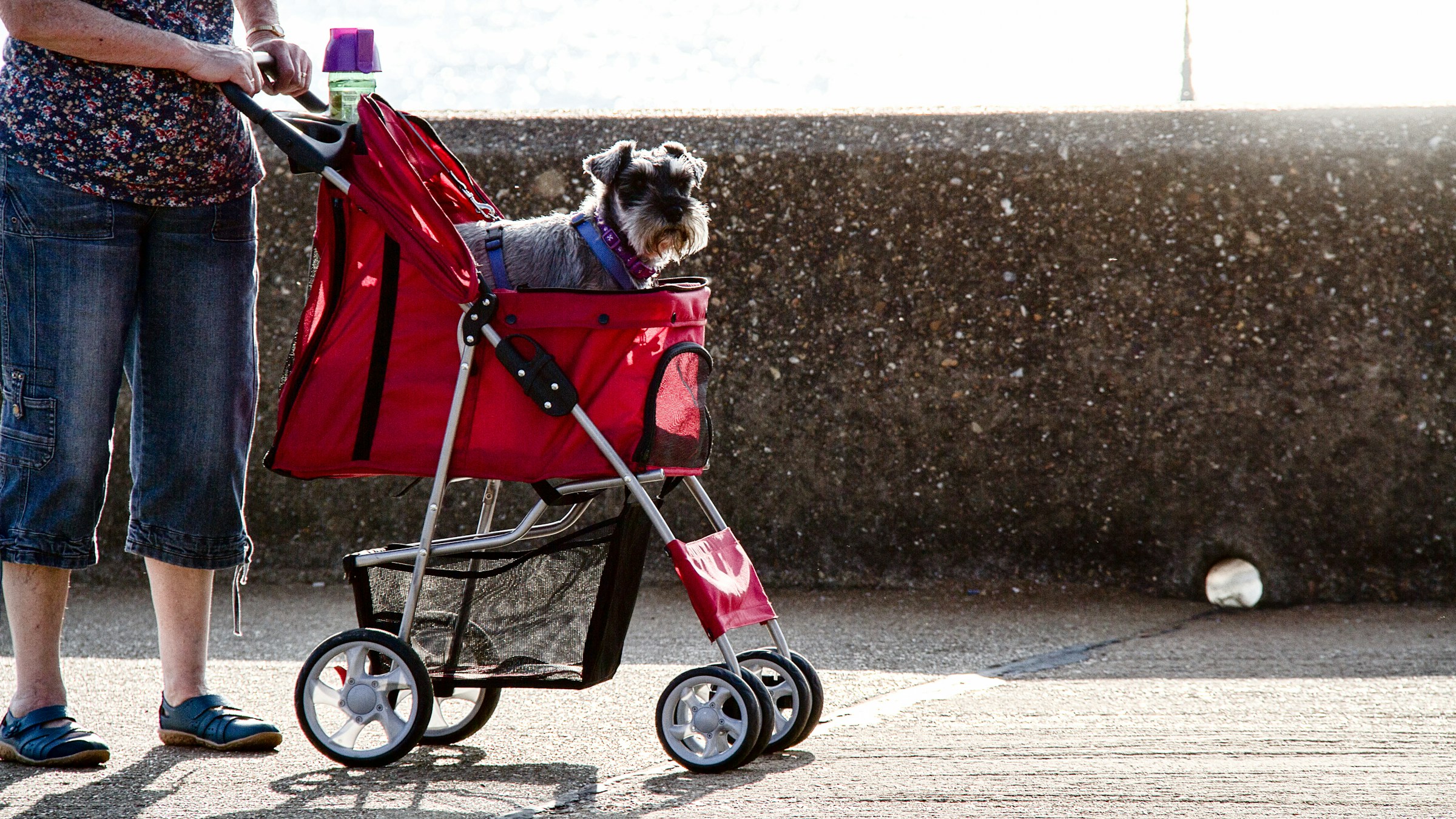 Photo by [Mark Timberlake](https://unsplash.com/@mtimber71) on [Unsplash](https://unsplash.com/photos/brown-and-white-long-coated-small-dog-on-red-and-black-stroller-euvH73lXQsA)